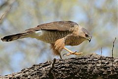 Cooper's Hawk